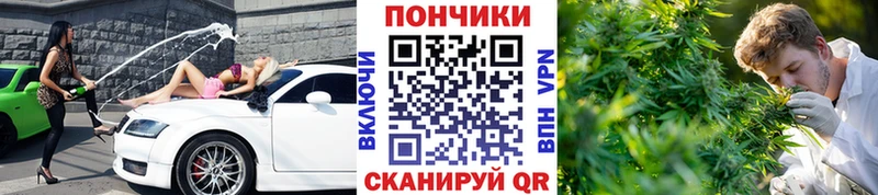 Каннабис сатива  купить наркотики сайты  Чудово 